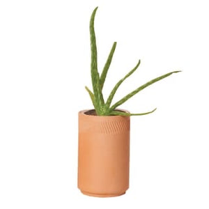 Modern Sprout - Terracotta Kit - Aloe